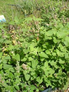 Nepeta Cataria plant