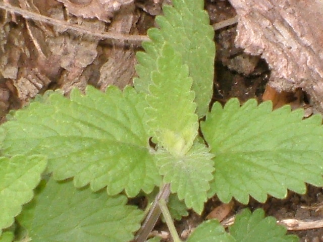 Have toothed, heart shaped leafs