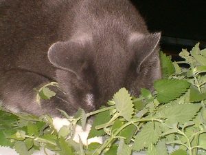 Cats love to sniff fresh catnip
