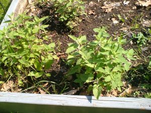 Baby Catnip Plants