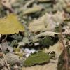 Wild N’ Free Organic Catnip Premium Blend - Image 4