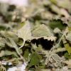 Wild N’ Free Organic Catnip Premium Blend - Image 5