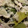 Wild N’ Free Organic Catnip Premium Blend - Image 6